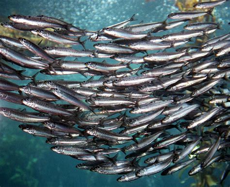sardine