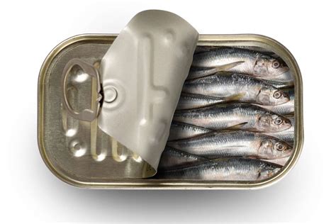 sardine