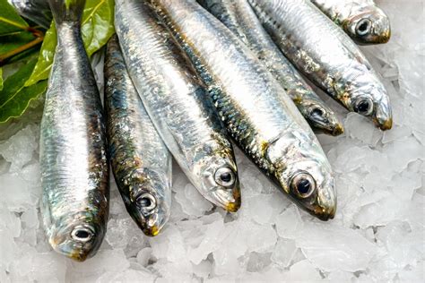sardine