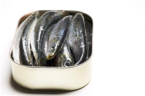 sardine